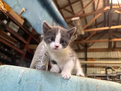 Kittens for sale, View more
