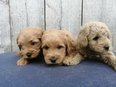 Please call or text for a for a same day answer to any questions. Puppies were born April 19 and wil...