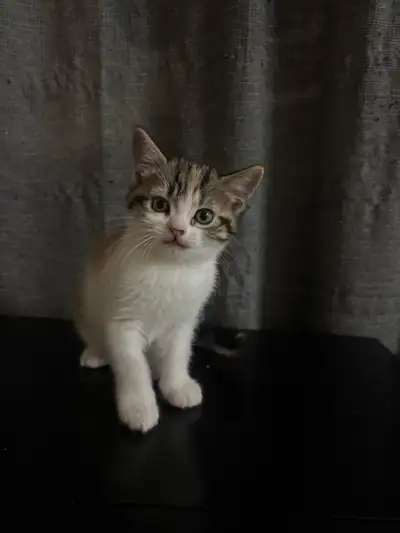 kittens sale, View more