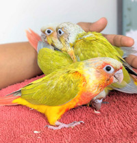 Dilute Conure Baby