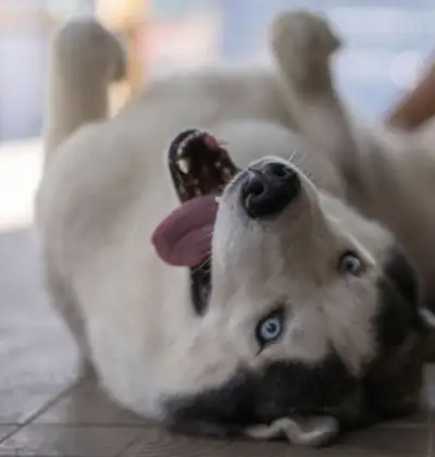 DWD K9 Training, View more