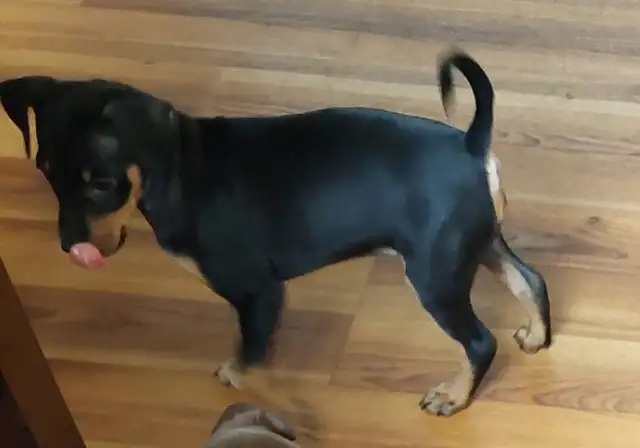 Mini Pinchers (Minpin) in Dogs & Puppies for Rehoming in Sarnia - Image 6