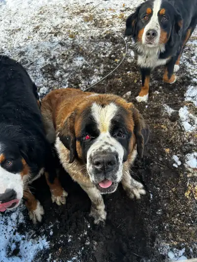 Female St Bernard, View more