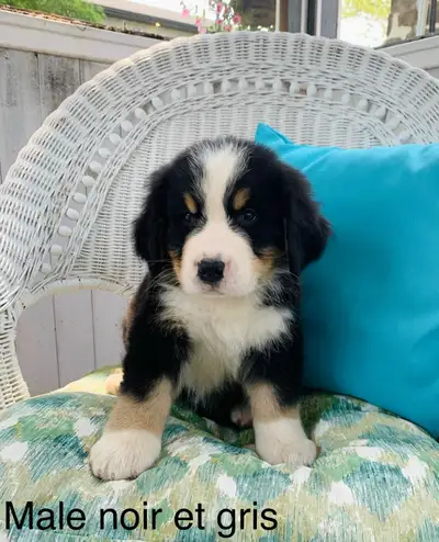 CHIOTS BOUVIER BERNOIS PRÊT DÈS MAINTENANT, View more