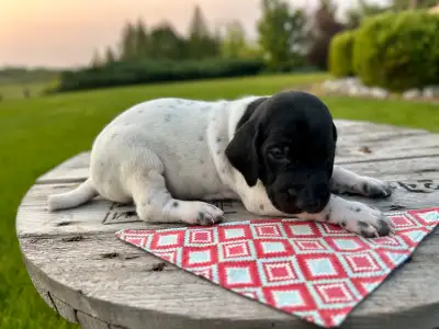 We have 4 beautiful UKC registered German Short-haired pointer puppies looking for their new loving...