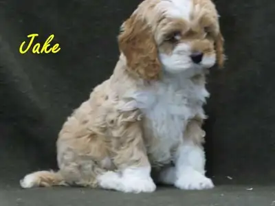 Cockapoo puppies., View more