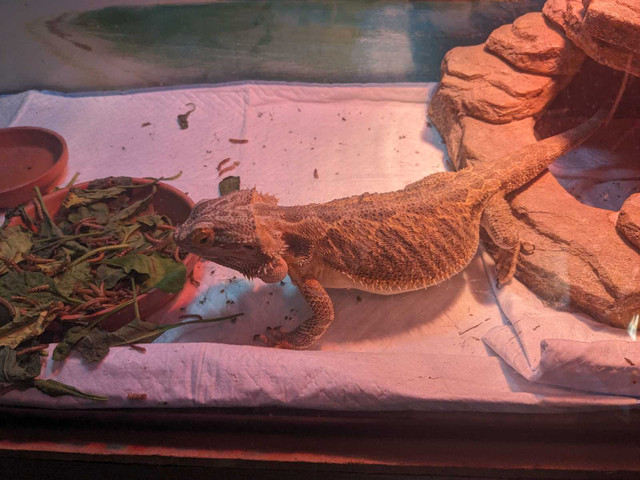 Bearded Dragon & enclosure in Other Pets for Rehoming in Bedford