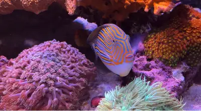 rehome Clown Tang adult size, View more