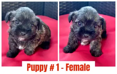 Shihpoo Puppies, View more