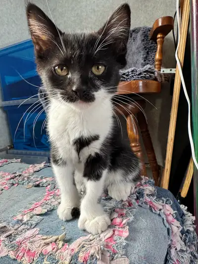We have several adorable polydactyl kittens available, each with the unique charm of extra toes! The...