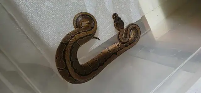 Ball Python Snakes | Reptiles & Amphibians for Rehoming | Edmonton ...