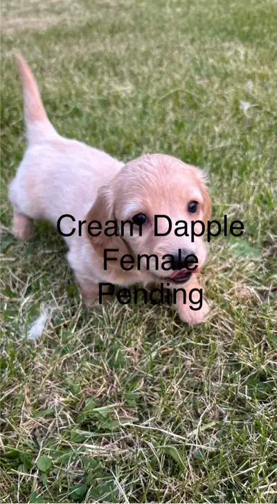 Gorgeous Purebred Long Haired Dachshund Puppies, View more