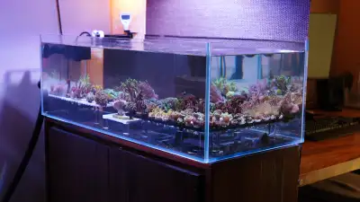 Coral Frag 100% Aqua culture, View more