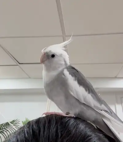 Cockatiel - Woodstock - Rehoming, View more