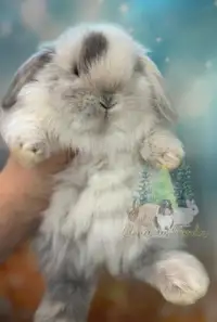 Purebred NEUTERED baby holland lop