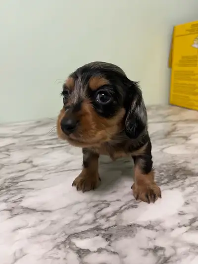 Miniature Longhaired Daschund Puppies!, View more