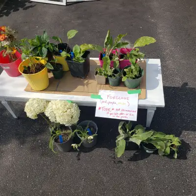 Perennials (foxglove, black eyed susan, yarrow) PICK UP THIS WEE, View more