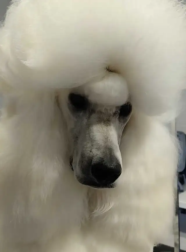 STANDARD POODLE PUPPIES! CKC REGISTERED in Dogs & Puppies for Rehoming in Calgary - Image 5
