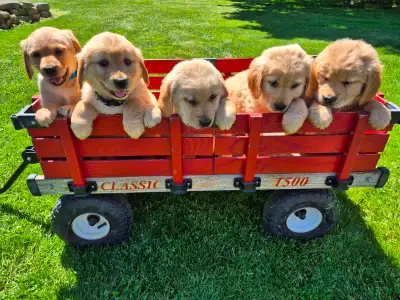 Beautiful Labrador Retriever Puppies, View more