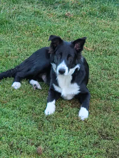 11 month old Border Collie, View more