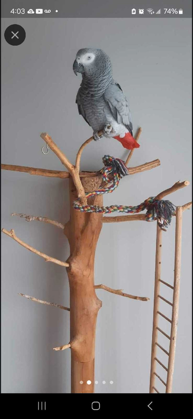 Experienced Cat / Bird Sitter in Animal & Pet Services in Oakville / Halton Region - Image 3