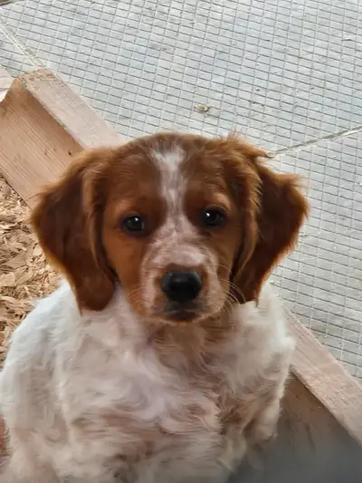 Lovely 9 week old male French Brittany Spaniel ( Epagneul Breton) available for his new family. Brit...
