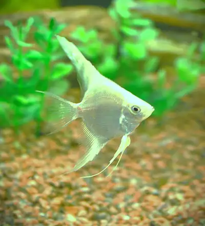 Lilac/blue platinum Bulgarian angels, View more