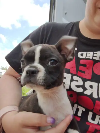 Purebred Boston Terriers, View more