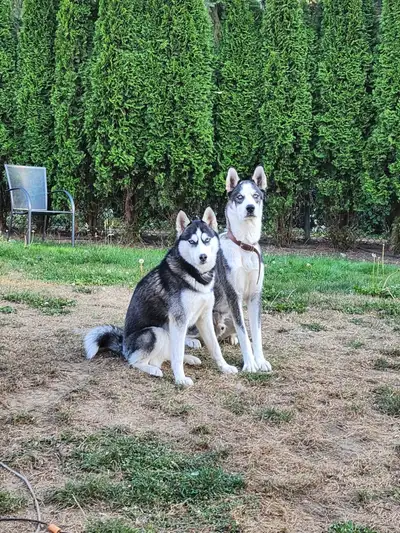 Siberian Huskies for Rehoming – Bonded Pair (Male & Female) , View more
