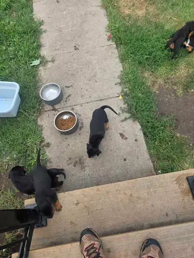 Rotty puppies, View more