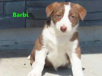 Red Heeler mix.  , View more