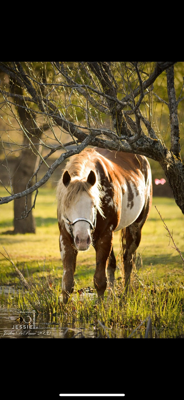 Saillie Étalon Paint Horse  dans Chevaux et poneys à adopter  à Saint-Hyacinthe - Image 4