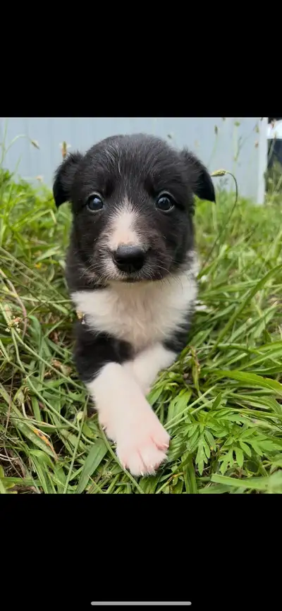 CBCA Registered Border Collie Puppies for sale, View more