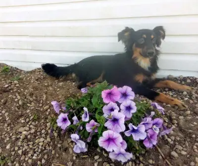 AUSTRALIAN SHEPHERD LOOKING FOR NEW HOMES!!!!, View more