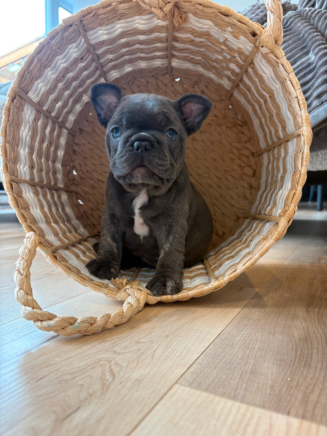 Bouledogues français dans Chiens et chiots à adopter  à Lanaudière