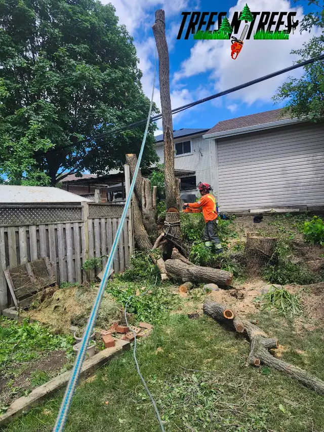 TREES N TREES CONTACT US NOW OPEN 24HRS / 647-700-4447 in Lawn, Tree Maintenance & Eavestrough in City of Toronto - Image 10