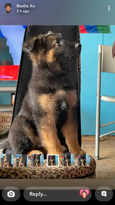German Shepard puppies ready to go, View more