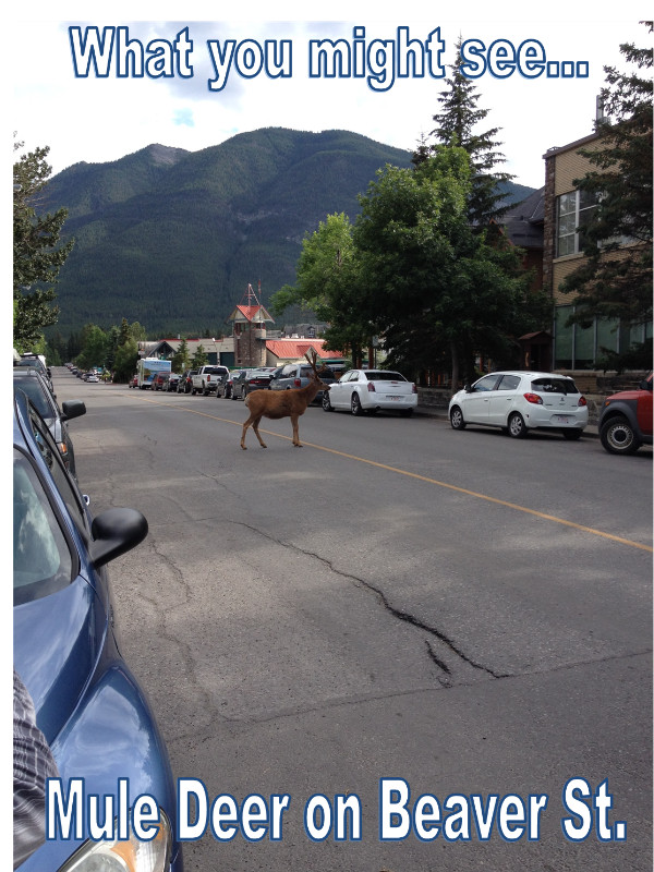 July Vacation rental Banff Rocky Mountain Resort Suite for 2024! in Alberta - Image 4