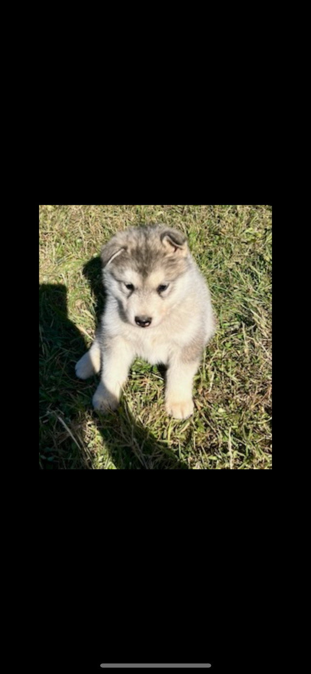 Chiots malamute d’alaska dans Chiens et chiots à adopter  à Sherbrooke
