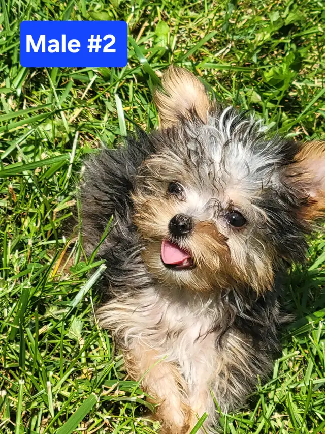 Unique Yorkie puppys in Dogs & Puppies for Rehoming in Stratford - Image 6