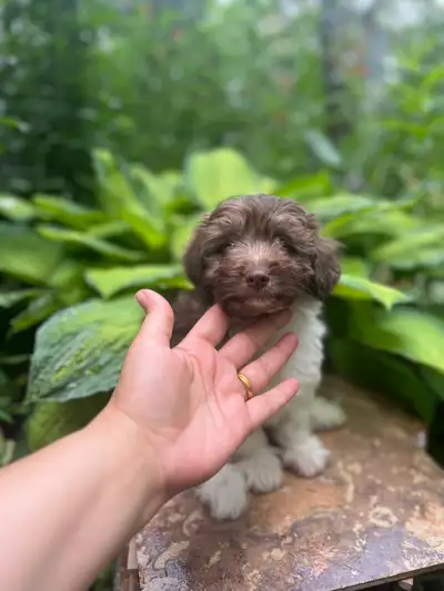 Hypoallergenic Maltipoo male puppy (non shedding), View more