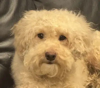 Poodle puppies, View more