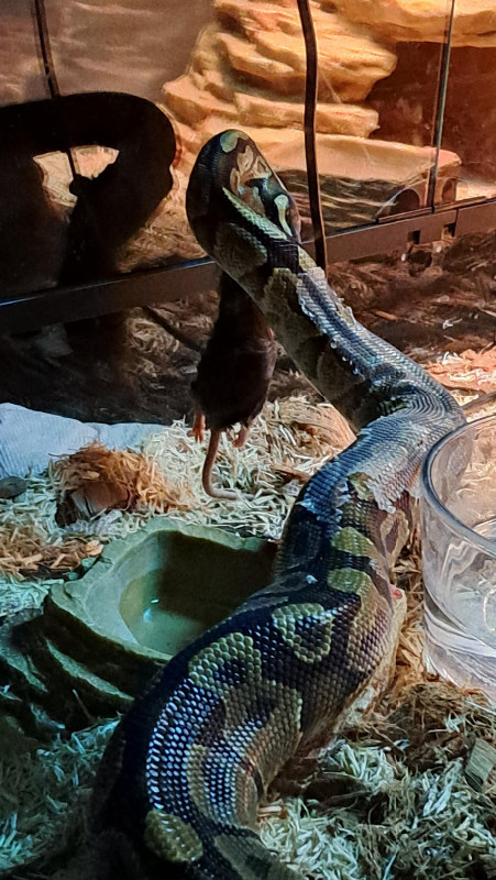 Snake-python in Other Pets for Rehoming in Edmonton