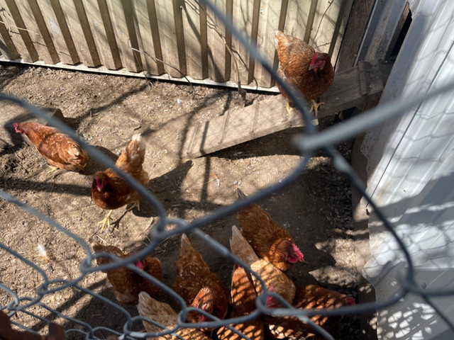Laying hens in Birds for Rehoming in La Ronge - Image 2