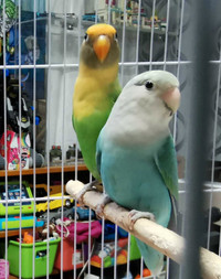 LOVEBIRD YELLOW SIDE CONURES TURQUOISE AND YELLOW SIDED CONURE 