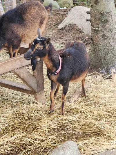 nigerian dwarf doe, View more