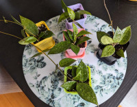 Hoya Verticillata Black margin plante 