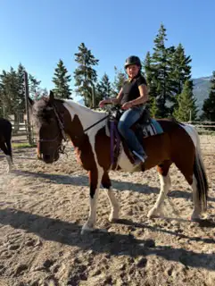 Bomb Proof Horse for sale, View more