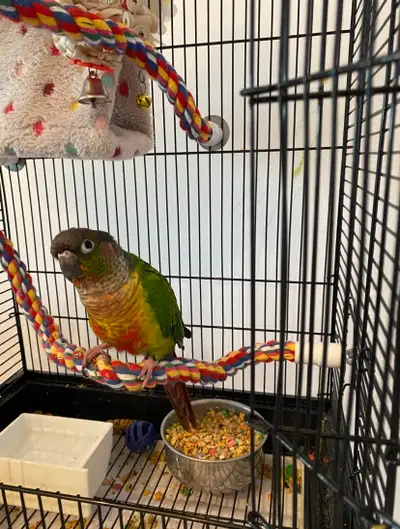 Green Cheek Conure Looking for a Loving New Home, View more