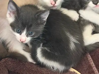 Male kitten looking for his new home, View more